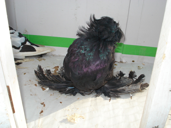 tobosarmare5 - POZE PORUMBEI ALBUM 2