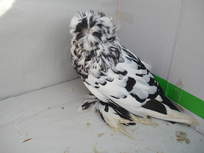 tobosarmare6 - POZE PORUMBEI ALBUM 2