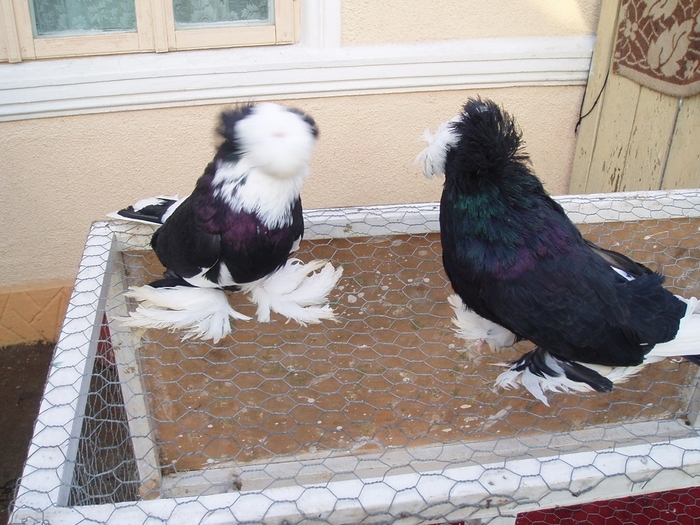 tobosarmare7 - POZE PORUMBEI ALBUM 2