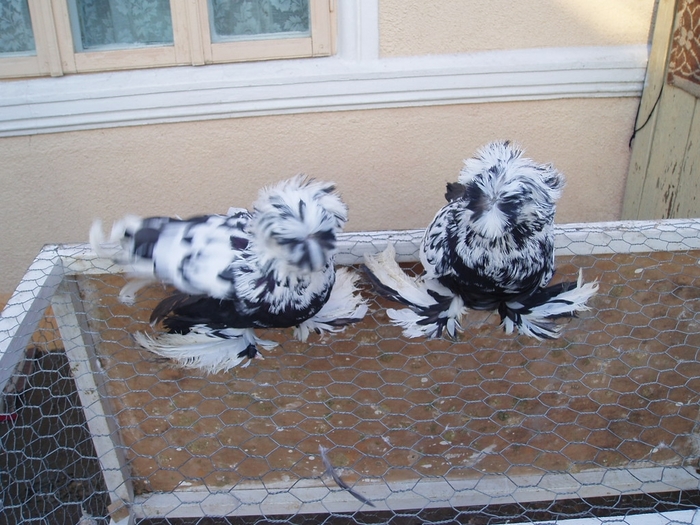 tobosarmare8 - POZE PORUMBEI ALBUM 2