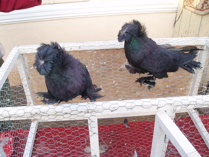 tobosarmare9 - POZE PORUMBEI ALBUM 2