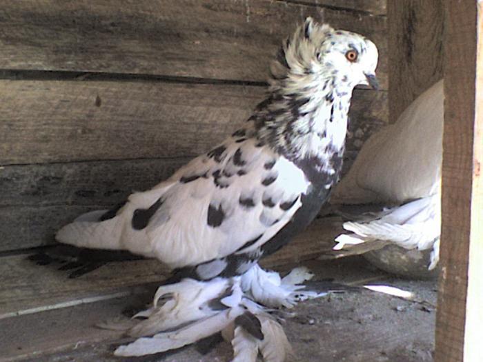 urias_maghiar_1 - POZE PORUMBEI ALBUM 2