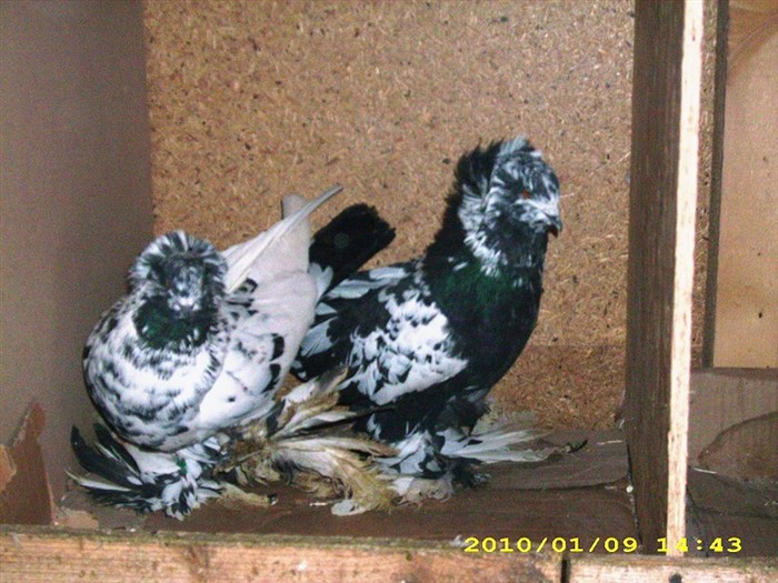 uriasmaghiar2 - POZE PORUMBEI ALBUM 2