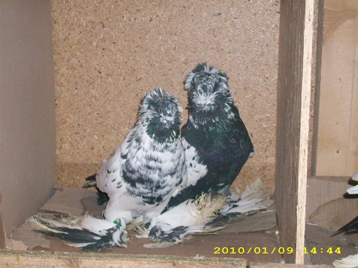 uriasmaghiar3 - POZE PORUMBEI ALBUM 2