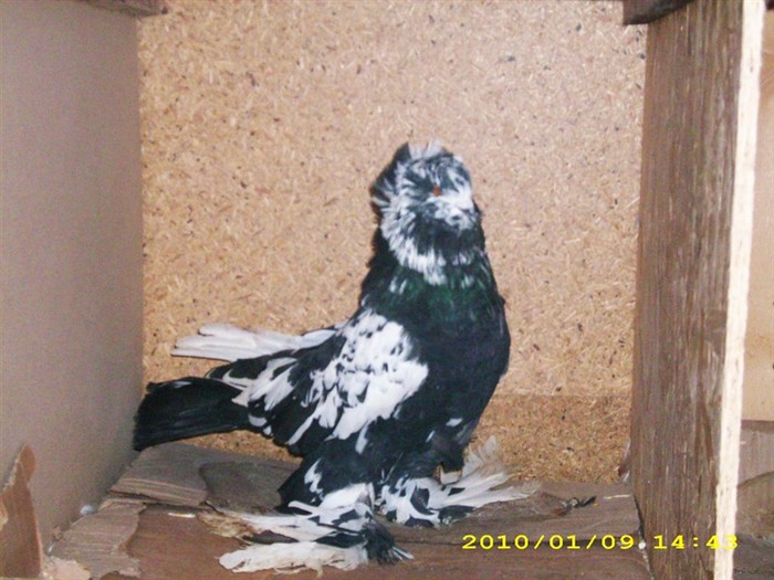 uriasmaghiar4 - POZE PORUMBEI ALBUM 2