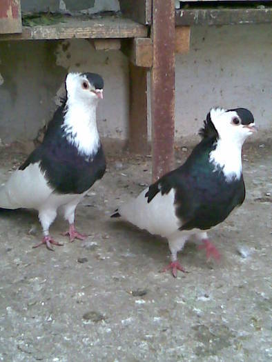 VIJLVCYHBDJGHCPSFXG - POZE PORUMBEI ALBUM 2