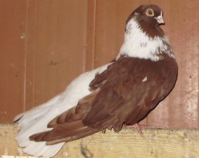 visiniucodalbrom2 - POZE PORUMBEI ALBUM 2