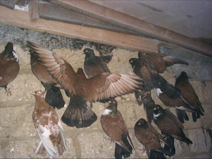 VMGWWWOKGVZAITXZWXU - POZE PORUMBEI ALBUM 2