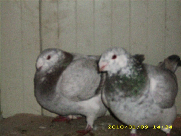 voiajgermanmare6 - POZE PORUMBEI ALBUM 2