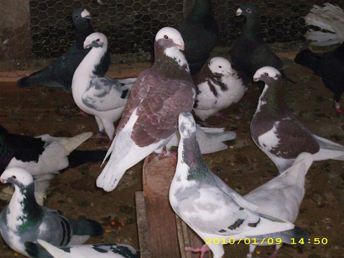 voiajorgerman12 - POZE PORUMBEI ALBUM 2