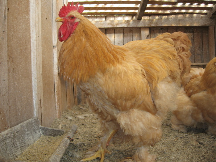 12624474 - POZE GAINI DE RASA_RATE_LEBEDE