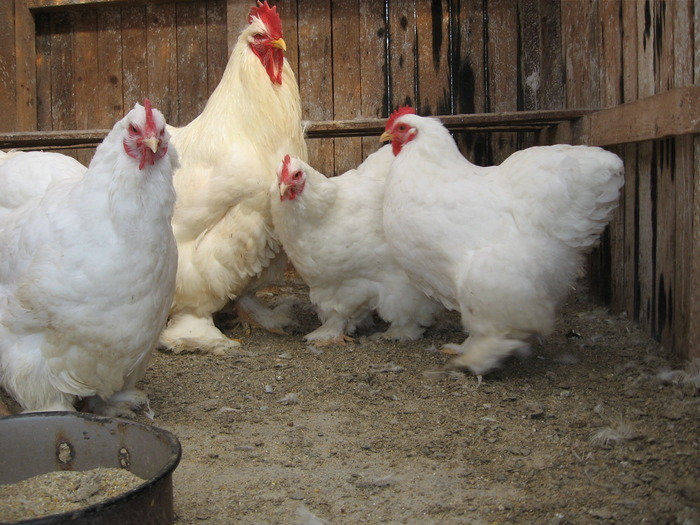 12624588 - POZE GAINI DE RASA_RATE_LEBEDE