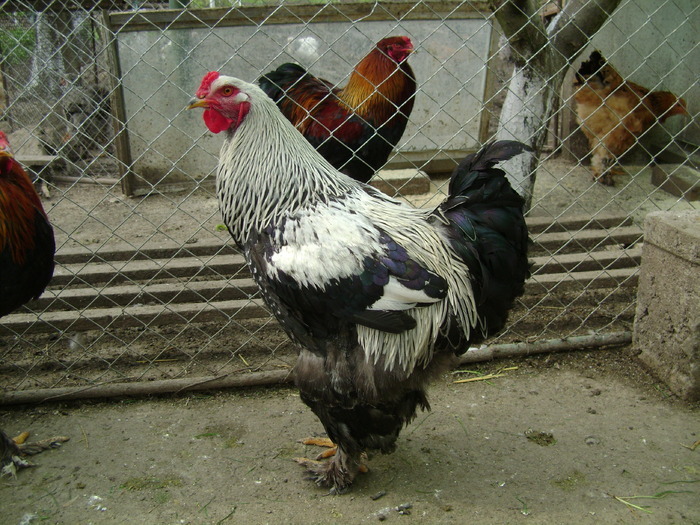 16008519 - POZE GAINI DE RASA_RATE_LEBEDE