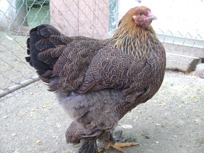 16008958 - POZE GAINI DE RASA_RATE_LEBEDE