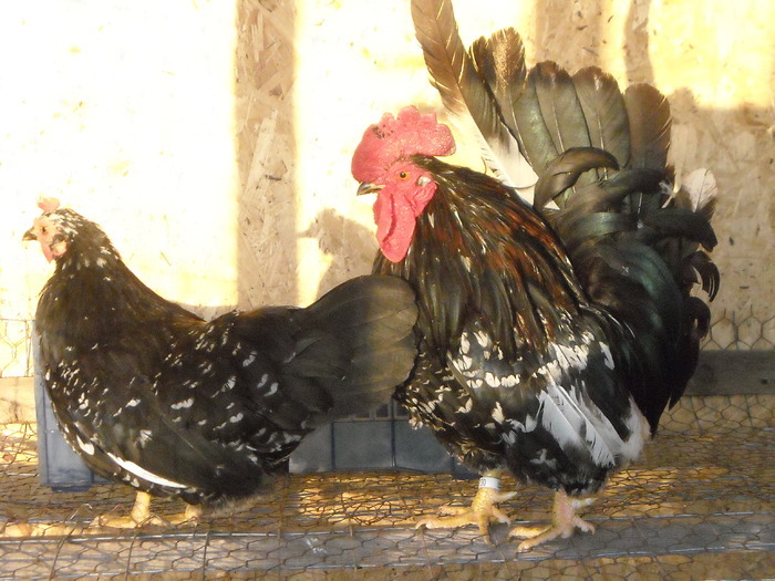 16134996 - POZE GAINI DE RASA_RATE_LEBEDE