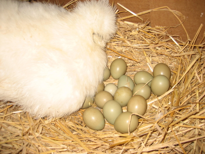 18659493_IXATTYVFU - POZE GAINI DE RASA_RATE_LEBEDE