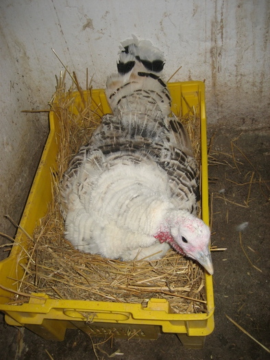 18661299_IFUPPPWGI - POZE GAINI DE RASA_RATE_LEBEDE