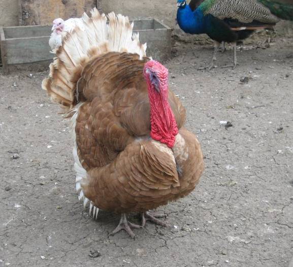 18661305_KLNGBSWHO - POZE GAINI DE RASA_RATE_LEBEDE