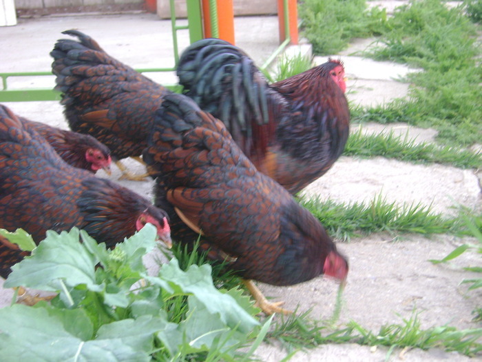 18661708_JEWXNIFWE - POZE GAINI DE RASA_RATE_LEBEDE