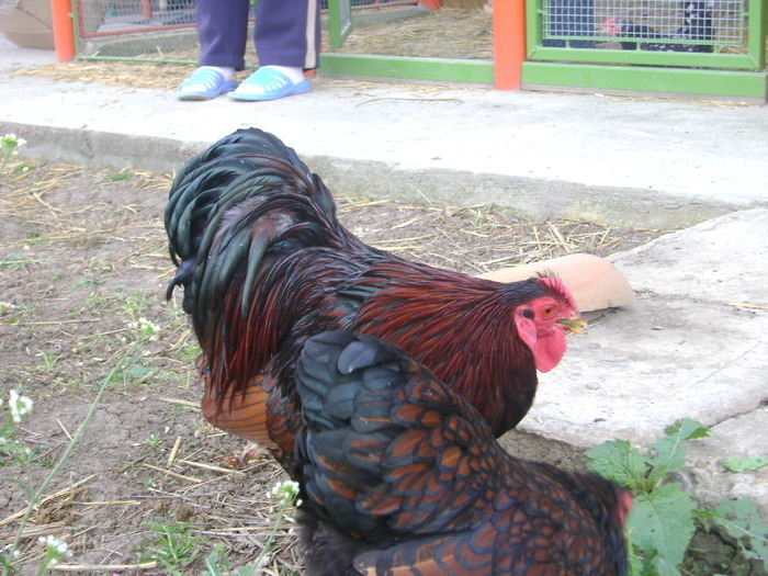 18661728_YWEJTXYSK - POZE GAINI DE RASA_RATE_LEBEDE