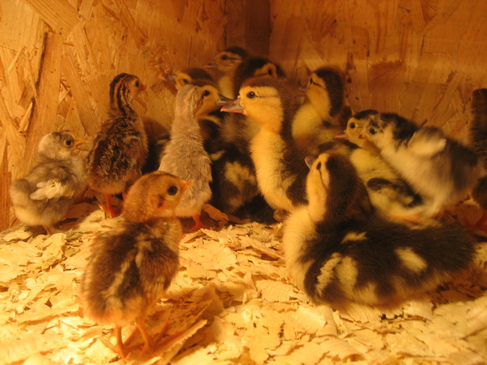 19859712_QLKPOUOTU - POZE GAINI DE RASA_RATE_LEBEDE