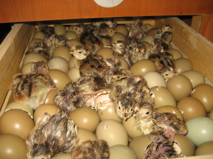 19859717_OOJUWAJHR - POZE GAINI DE RASA_RATE_LEBEDE