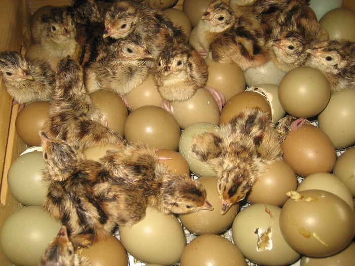 19859730_UHLORCBVW - POZE GAINI DE RASA_RATE_LEBEDE