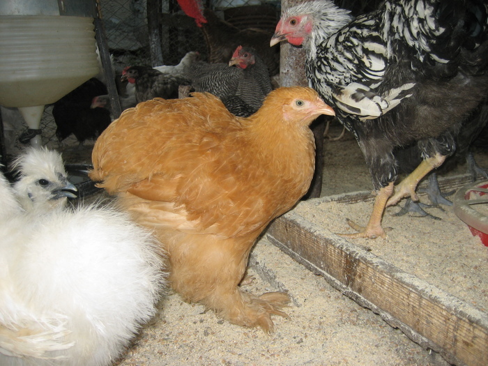 19878561_MZENAQCZV - POZE GAINI DE RASA_RATE_LEBEDE