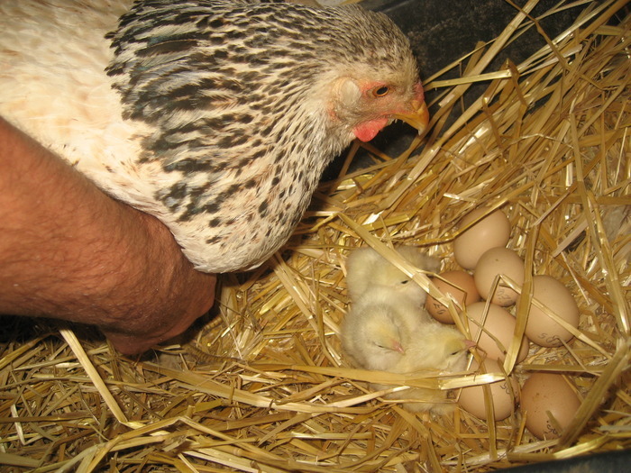 19881410_RTMKUHVGA - POZE GAINI DE RASA_RATE_LEBEDE