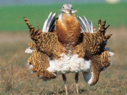 22253344_NGUFUYTLM - POZE GAINI DE RASA_RATE_LEBEDE