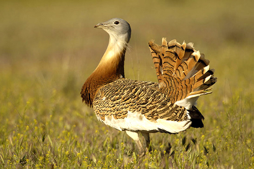 22292967_CZGVAVDJK - POZE GAINI DE RASA_RATE_LEBEDE