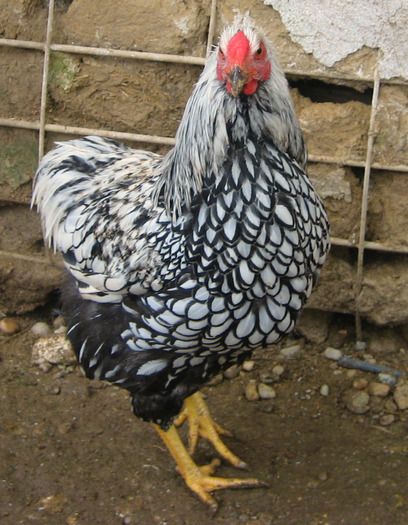 23003822_HNIJEHPNA - POZE GAINI DE RASA_RATE_LEBEDE