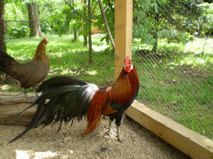 23208007 - POZE GAINI DE RASA_RATE_LEBEDE