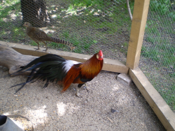 23208037 - POZE GAINI DE RASA_RATE_LEBEDE