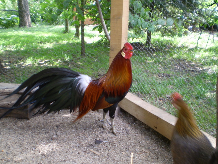 23208097 - POZE GAINI DE RASA_RATE_LEBEDE