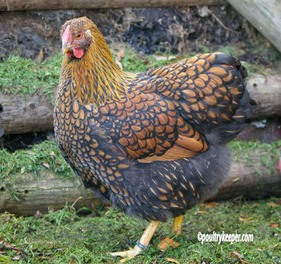 23356490_GAAMRKMNL - POZE GAINI DE RASA_RATE_LEBEDE