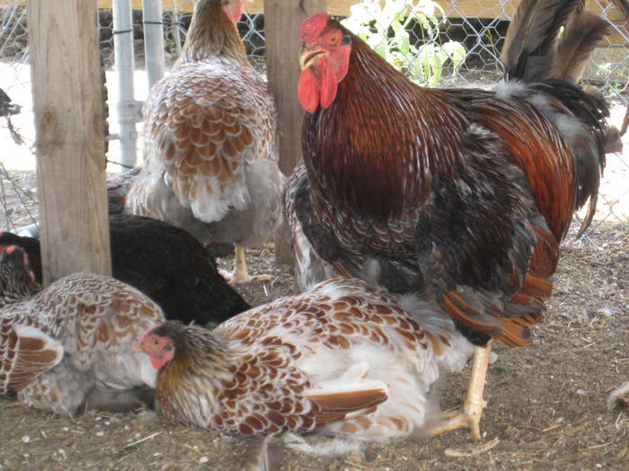 23356491_GBQMXYNRW - POZE GAINI DE RASA_RATE_LEBEDE