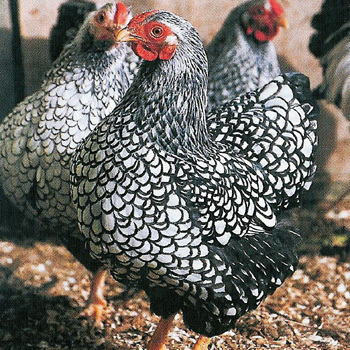 23356497_OAQNPJZPI - POZE GAINI DE RASA_RATE_LEBEDE