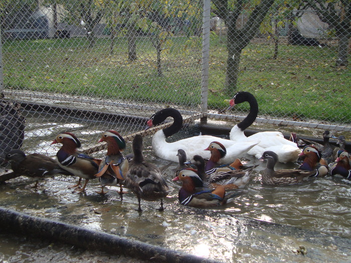 23544607_BASPWHNGD - POZE GAINI DE RASA_RATE_LEBEDE