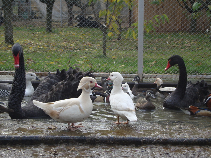 23544713_EGOHKGFIA - POZE GAINI DE RASA_RATE_LEBEDE