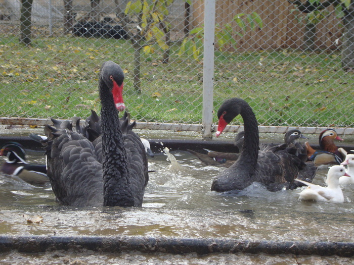 23544957_RPAPXZTVG - POZE GAINI DE RASA_RATE_LEBEDE