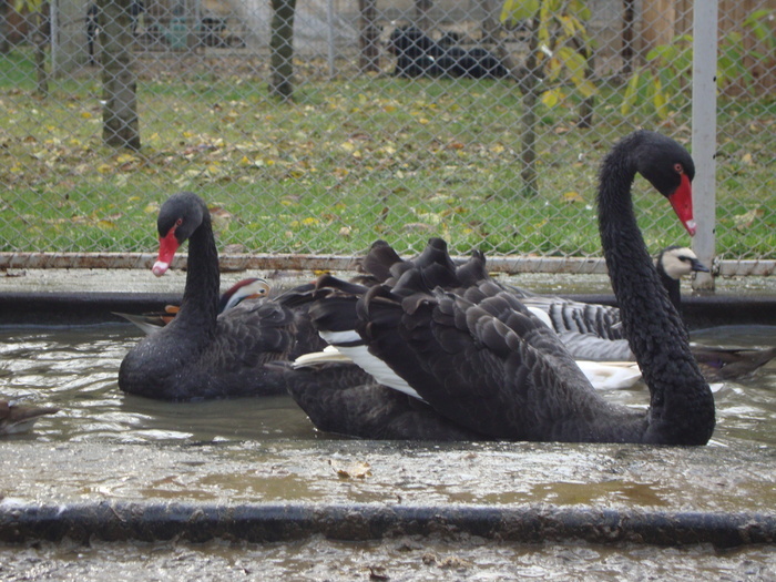 23545040_YFSHAAJEM - POZE GAINI DE RASA_RATE_LEBEDE