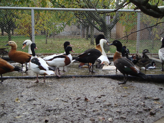 23545165_RWGKVFLUK - POZE GAINI DE RASA_RATE_LEBEDE