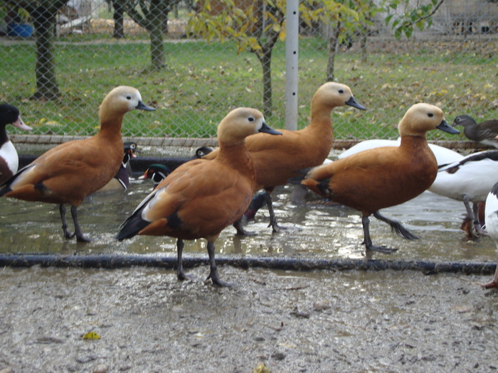 23545254_OJOVITNPT - POZE GAINI DE RASA_RATE_LEBEDE