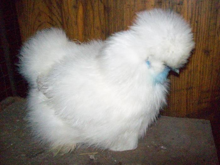 23669144_UAHITPIFC - POZE GAINI DE RASA_RATE_LEBEDE