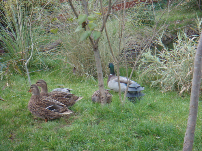 24107410_DWOSUXPTJ - POZE GAINI DE RASA_RATE_LEBEDE