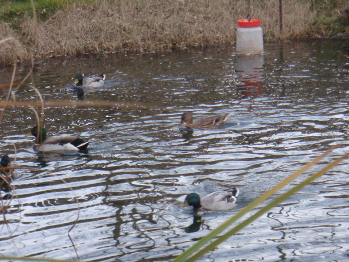 24107478 - POZE GAINI DE RASA_RATE_LEBEDE