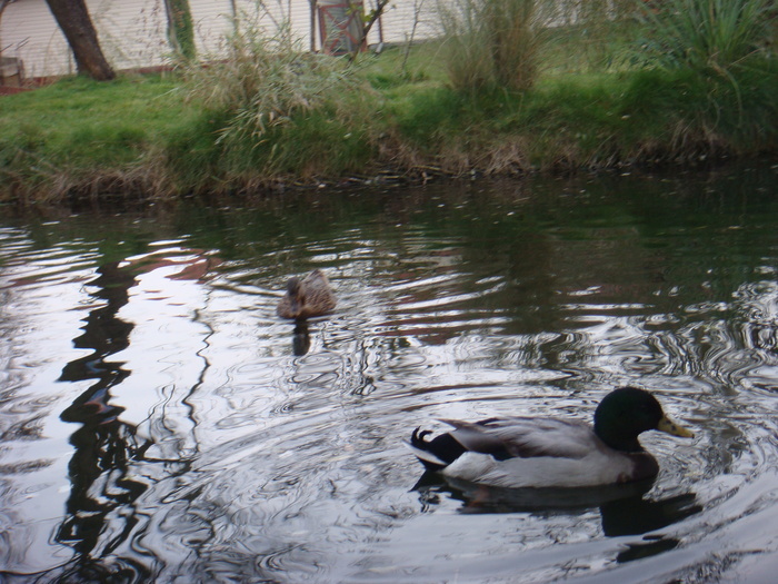 24107622_JXUSTCNYE - POZE GAINI DE RASA_RATE_LEBEDE