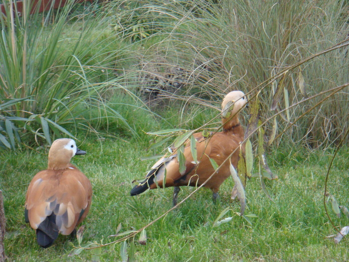 24108472_JMYASFUJO - POZE GAINI DE RASA_RATE_LEBEDE