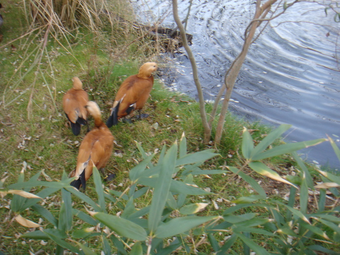 24108570_TKEOUSQTX - POZE GAINI DE RASA_RATE_LEBEDE